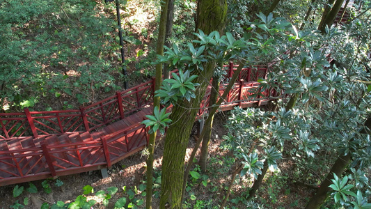 山林栈道黄航拍视频