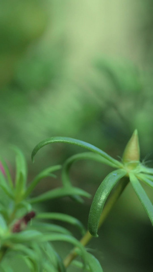 微距虚实太阳花紫红植物24秒视频