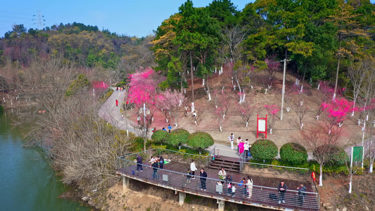 岳阳珍珠山梅花园视频