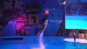 4k海洋公园海豚表演21秒视频
