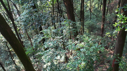 山地丛林树木航拍视频