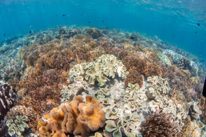 海底缤纷珊瑚礁 23秒视频