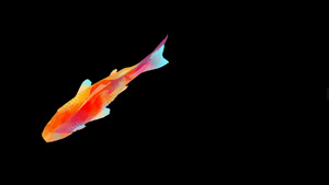 彩色锦鲤动态元素带透明度通道11秒视频