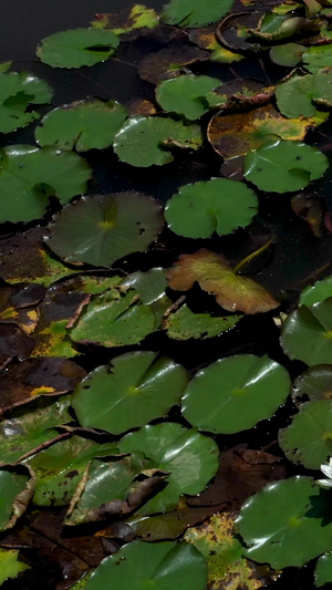 睡莲航拍素材水芹花40秒视频