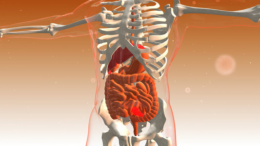 4K三维人体肠道病灶背景素材视频