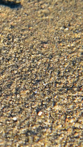 沙滩上挖洞的螃蟹海洋动物视频