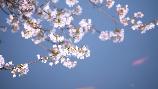 春天三月花季花期盛开的樱花4k素材视频