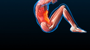 3D人体医疗骨骼与肌肉系统腹直肌20秒视频