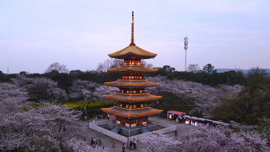 航拍三月春天花季花期樱花树与古建筑五重塔4k素材视频