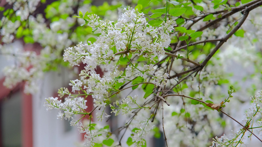 春天在微风中盛开的丁香花视频
