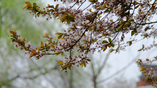 春天在微风中盛开的紫叶李视频