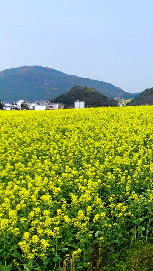 航拍油菜花海与田间小径视频田园风光72秒视频