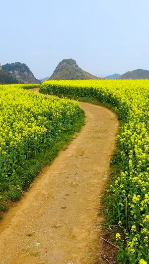 航拍油菜花海与田间小径视频旅游目的地72秒视频