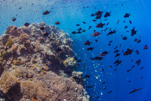 海底缤纷峭壁珊瑚 33秒视频