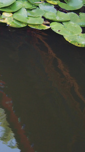 荷塘锦鲤慢动作人工景观视频