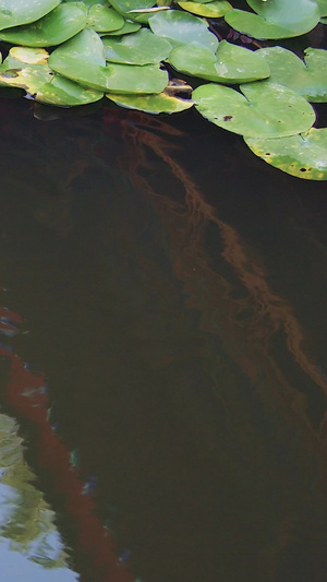 荷塘锦鲤慢动作人工景观120秒视频
