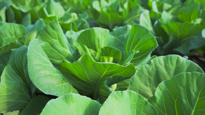 4K实拍有机蔬菜农业塑料大棚青菜11秒视频