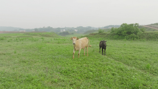 绿色草地上的牛视频