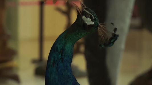 【镜头合集】蓝孔雀绿孔雀标本模型视频