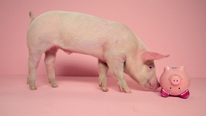 小猪在粉红色背景下推过储钱罐12秒视频