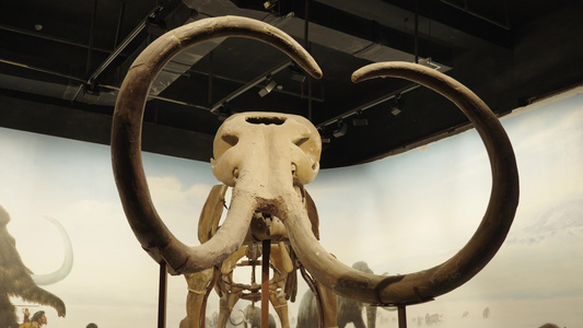 古生物猛犸象的化石视频