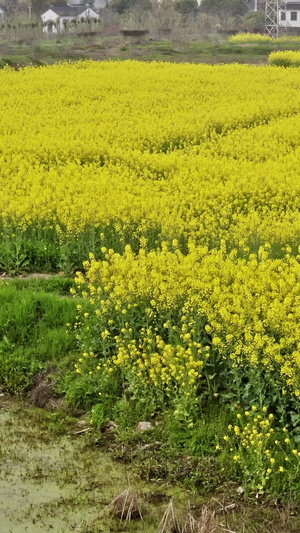 中国油菜花田航拍鼋头渚17秒视频