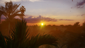 热带雨林丛林天空的美丽日落21秒视频