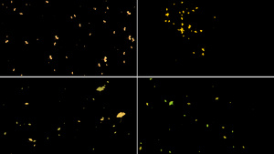 一组银杏叶粒子动画11秒视频