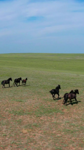 5k航拍广袤的草原及草原上奔跑的马匹和马群西藏草原视频