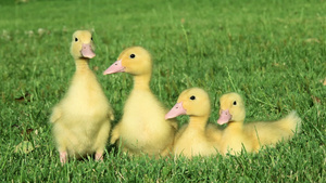 草地上的四只小鸭17秒视频
