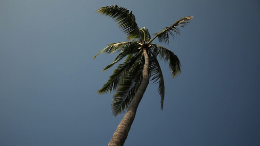 微风中棕榈树的低角度拍摄视频