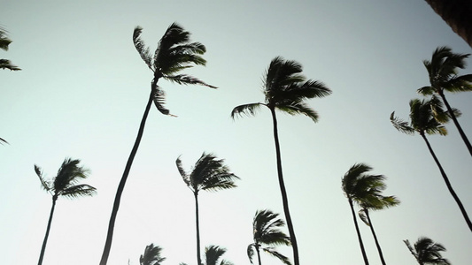 微风中棕榈树的低角度拍摄视频