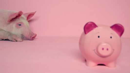 粉红色背景中躺在小猪银行后面的小猪视频