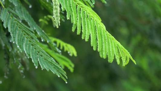 唯美小清新雨中雨水洒落植物视频视频