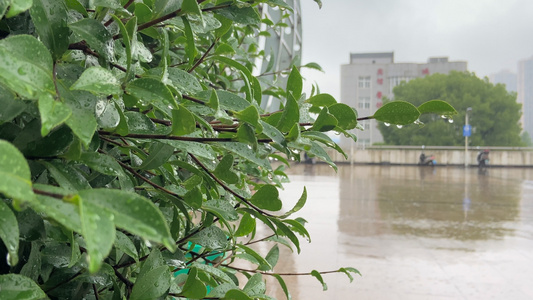 4K实拍夏季雨水季节下雨[爆改]视频