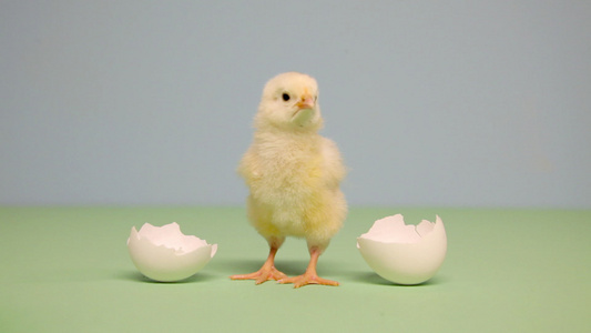 蓝色背景下站在蛋壳旁的小鸡视频