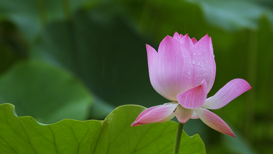 4K雨天拍摄荷花素材[选题]视频