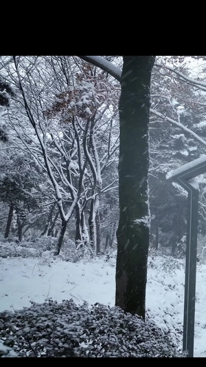 雪景下雪冬天27秒视频