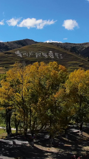 航拍秋季川西高原金色的白杨树旅游目的地40秒视频