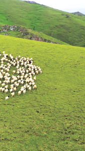 航拍大草原放羊畜牧业视频