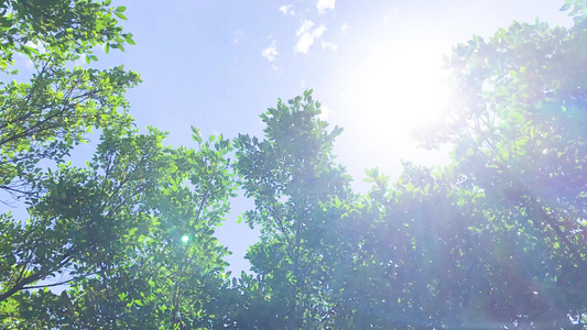 夏日阳光下的大树[酷夏]视频