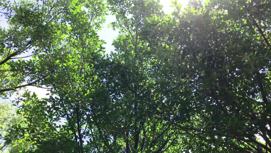 夏日阳光下的大树[酷夏]视频
