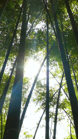竹林唯美光晕茂密的竹子46秒视频