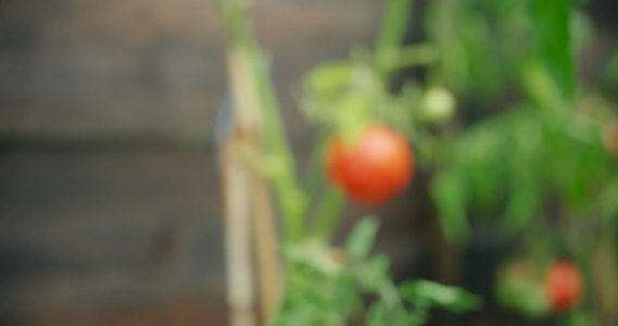 实拍小院子里的西红柿视频