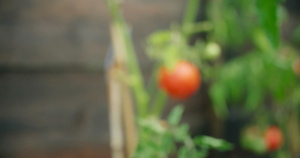 实拍小院子里的西红柿23秒视频