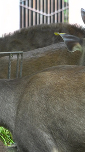 国家二级保护动物水鹿动物园视频