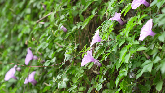 牵牛花实拍视频