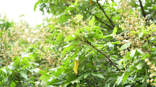 龙眼树开花实拍视频