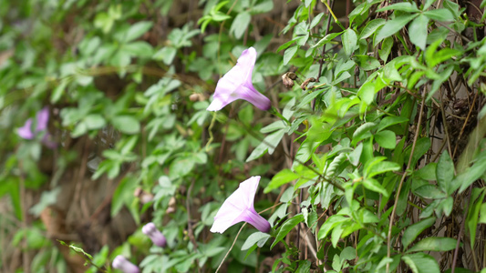 牵牛花实拍视频