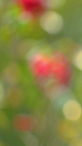 春季花卉红色山茶花视频